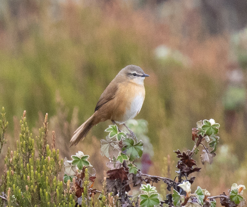 Cinnamon Bracken Warbler (Bradypterus cinnamomeus), photo 2