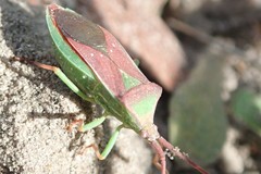 Homoeocerus