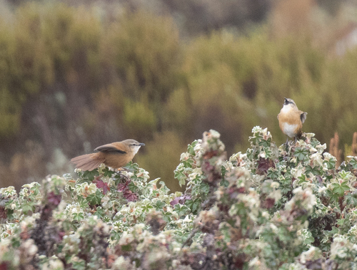 Cinnamon Bracken Warbler (Bradypterus cinnamomeus), photo 5
