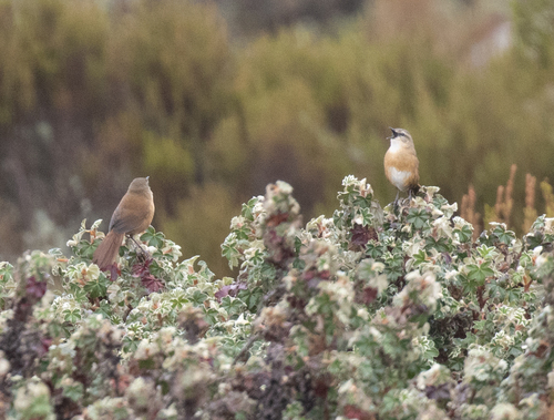 Cinnamon Bracken Warbler (Bradypterus cinnamomeus), photo 7