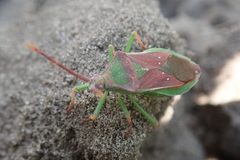 Homoeocerus