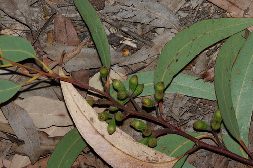 Needlebark (Eucalyptus planchoniana)
