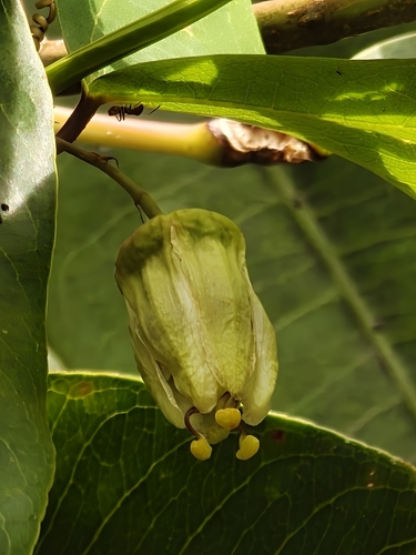 Twoflower passionflower (Passiflora transversa)