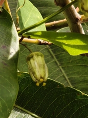 Passiflora transversa, photograph Sinaloa Silvestre, CC0, iNaturalist via GBIF