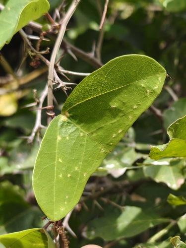 Passiflora transversa, photograph 6