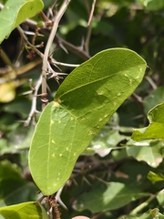 Passiflora transversa, photograph Sinaloa Silvestre, CC0, iNaturalist via GBIF