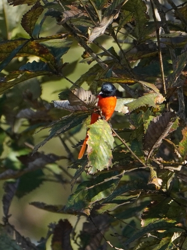 Long-tailed Minivet (Pericrocotus ethologus)