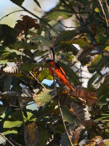 Long-tailed Minivet (Pericrocotus ethologus), photo 2