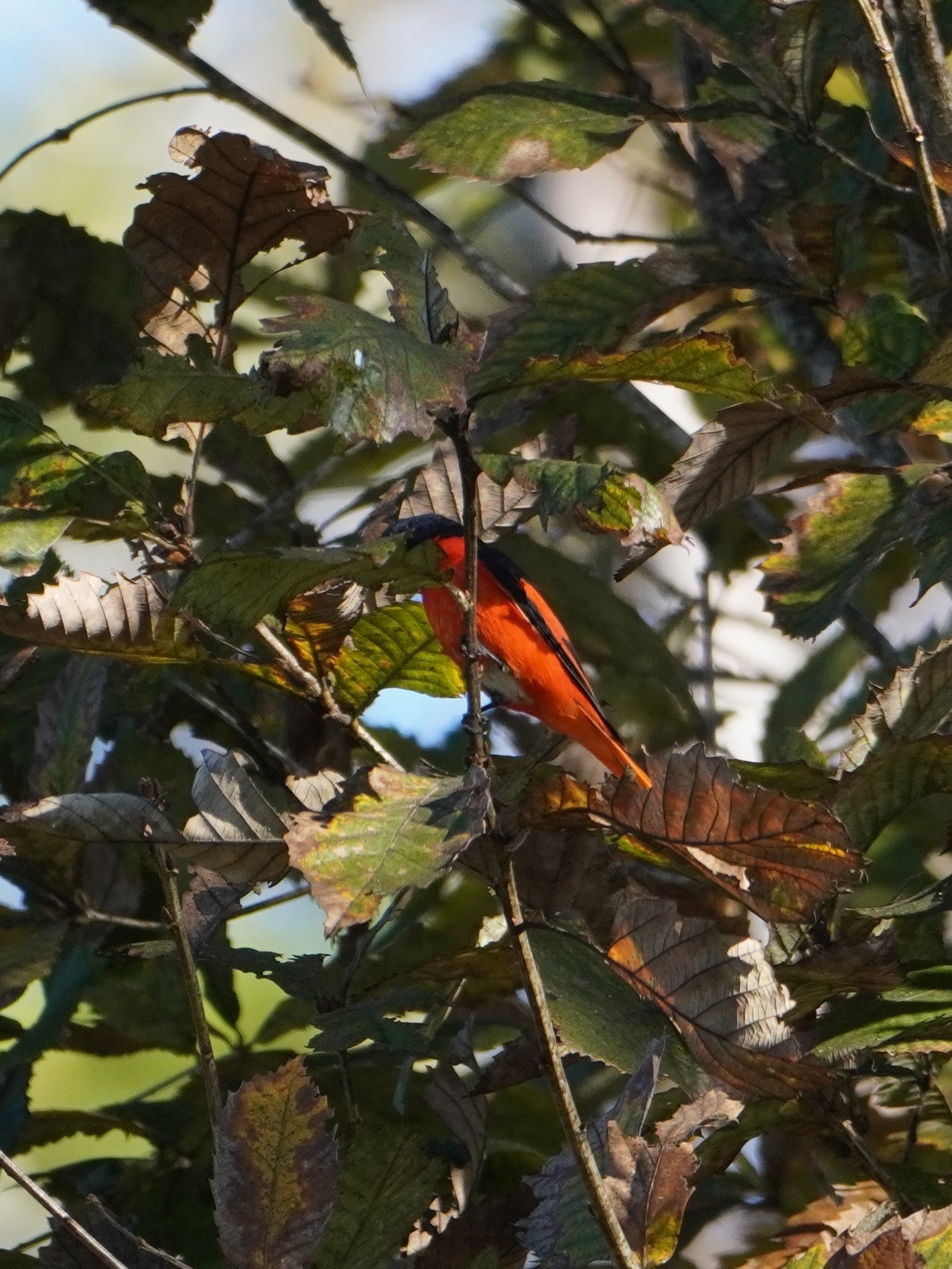 Long-tailed Minivet (Pericrocotus ethologus), photo 2