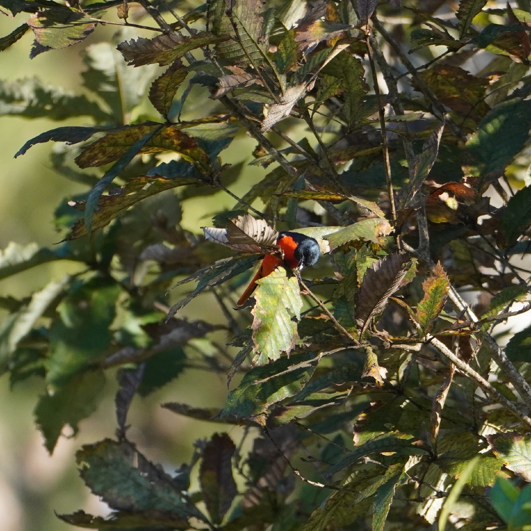 Long-tailed Minivet (Pericrocotus ethologus), photo 3