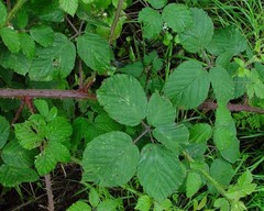 Rubus anisacanthos