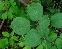 Rubus anisacanthos
