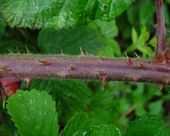 Rubus anisacanthos
