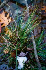 Carex bromoides