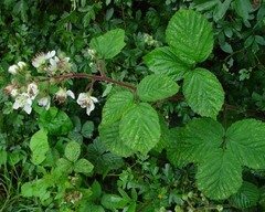 Rubus anisacanthos