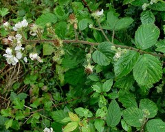 Rubus anisacanthos