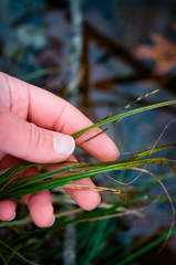 Carex bromoides