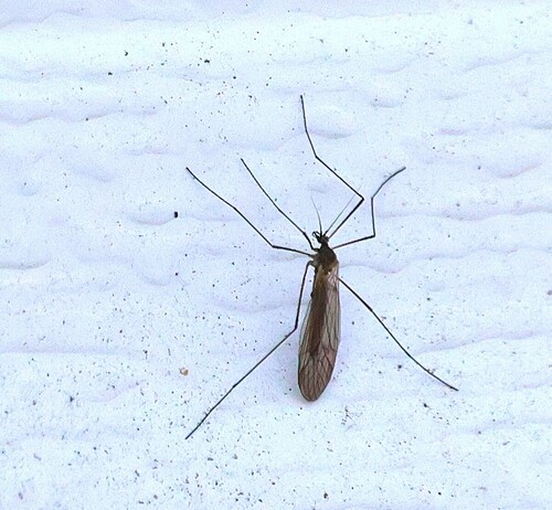 Unknown species found near Guilford, CT, USA