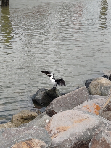Phalacrocorax varius observed 2026-01-22