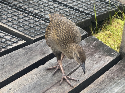 Weka (Gallirallus australis), photo 4