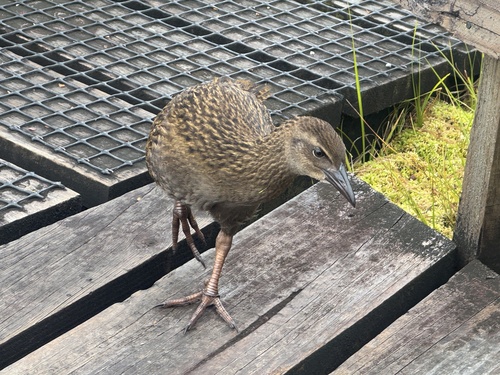 Weka (Gallirallus australis), photo 5