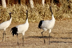Grus japonensis