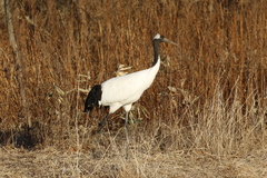Grus japonensis