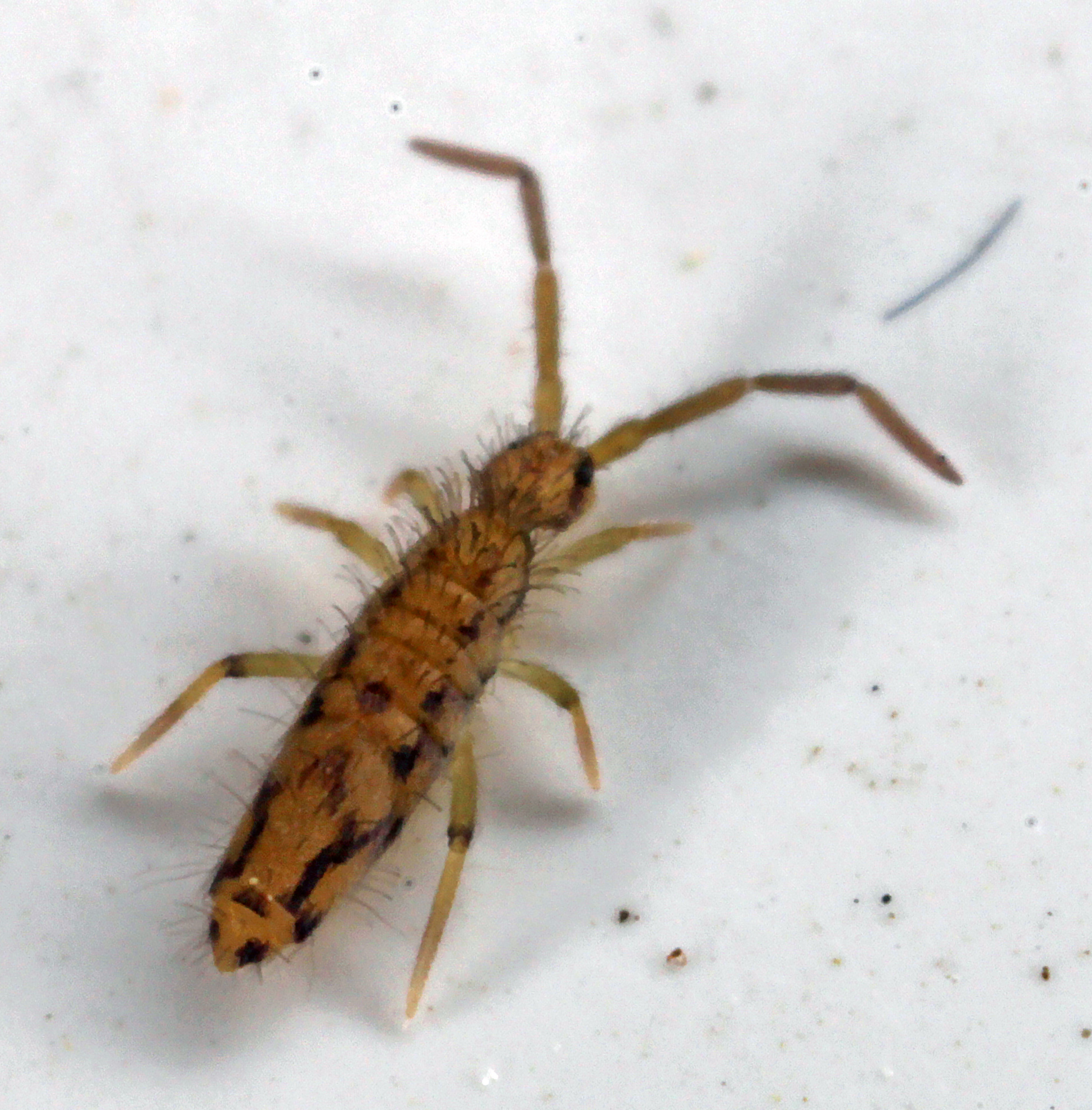 Entomobrya katzi Jordana R & Baquero E, 2022