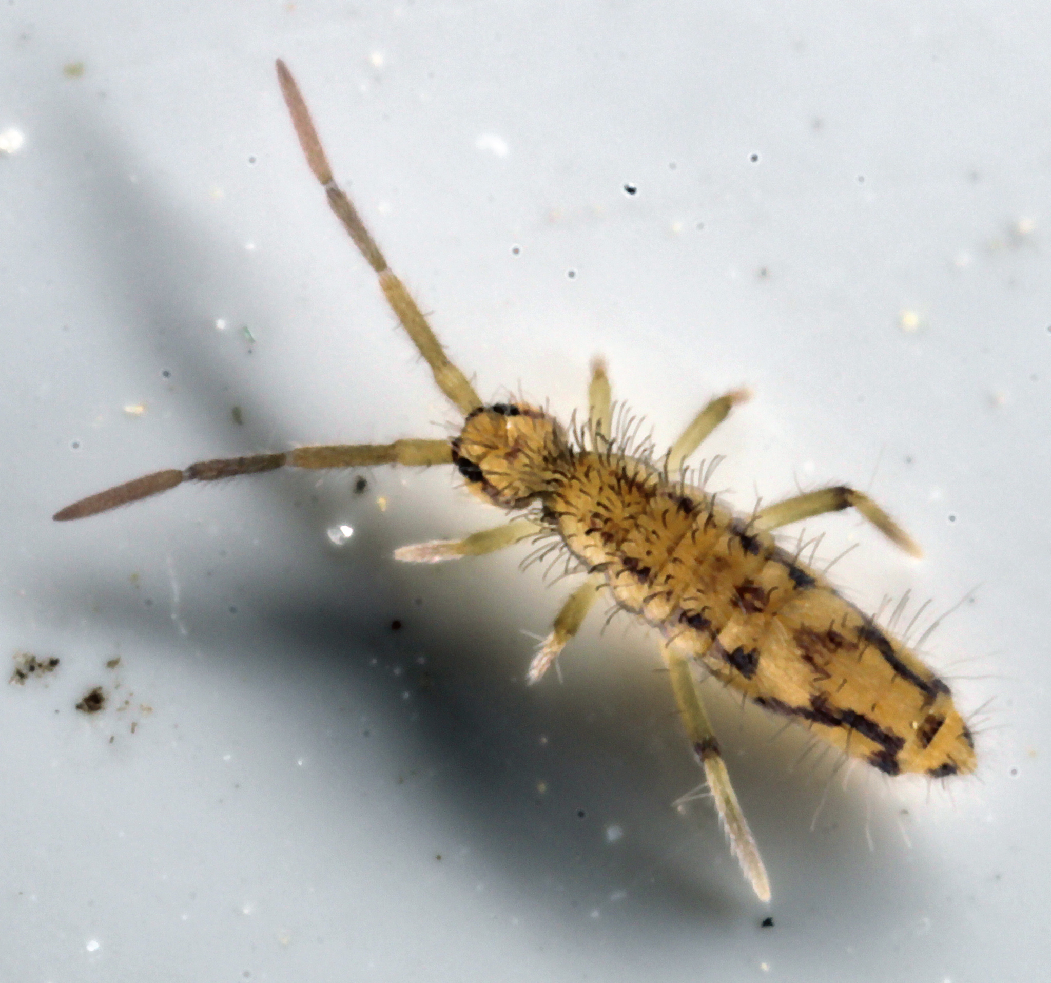 Entomobrya katzi Jordana R & Baquero E, 2022