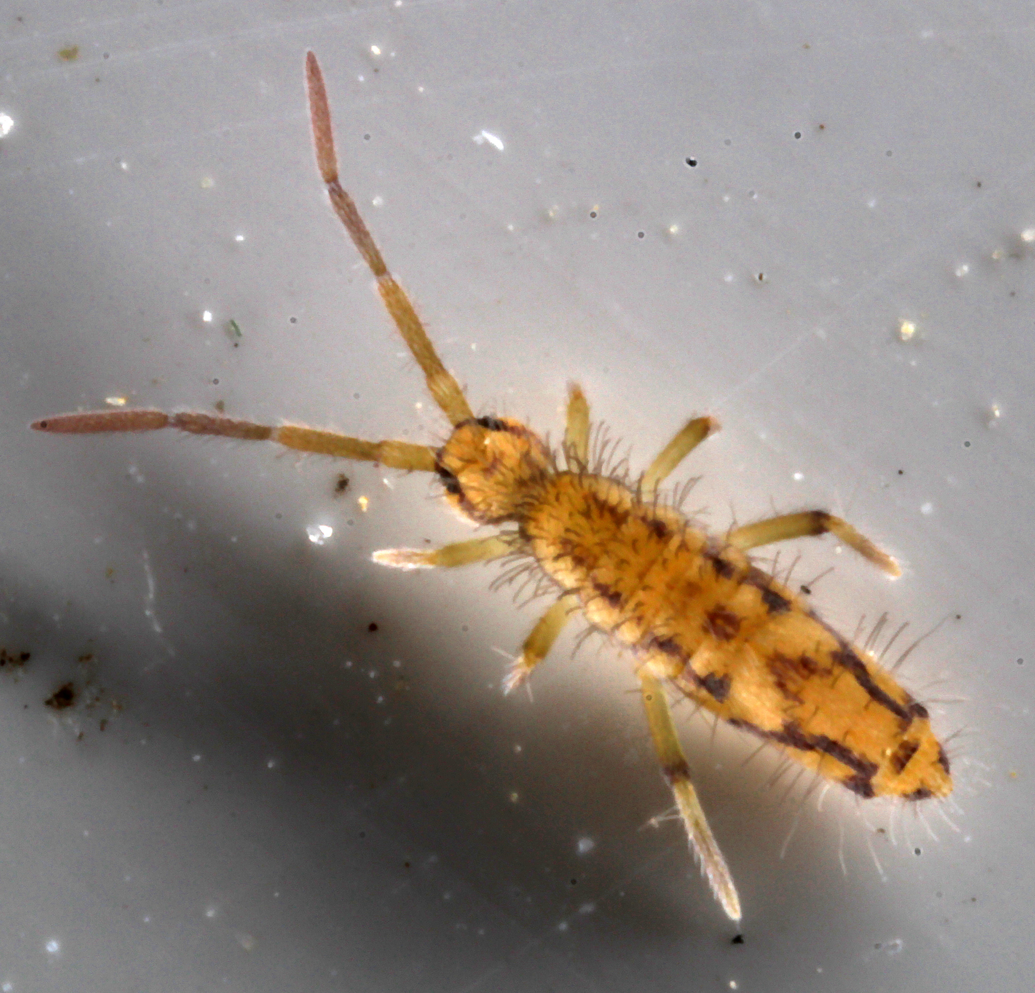Entomobrya katzi Jordana R & Baquero E, 2022