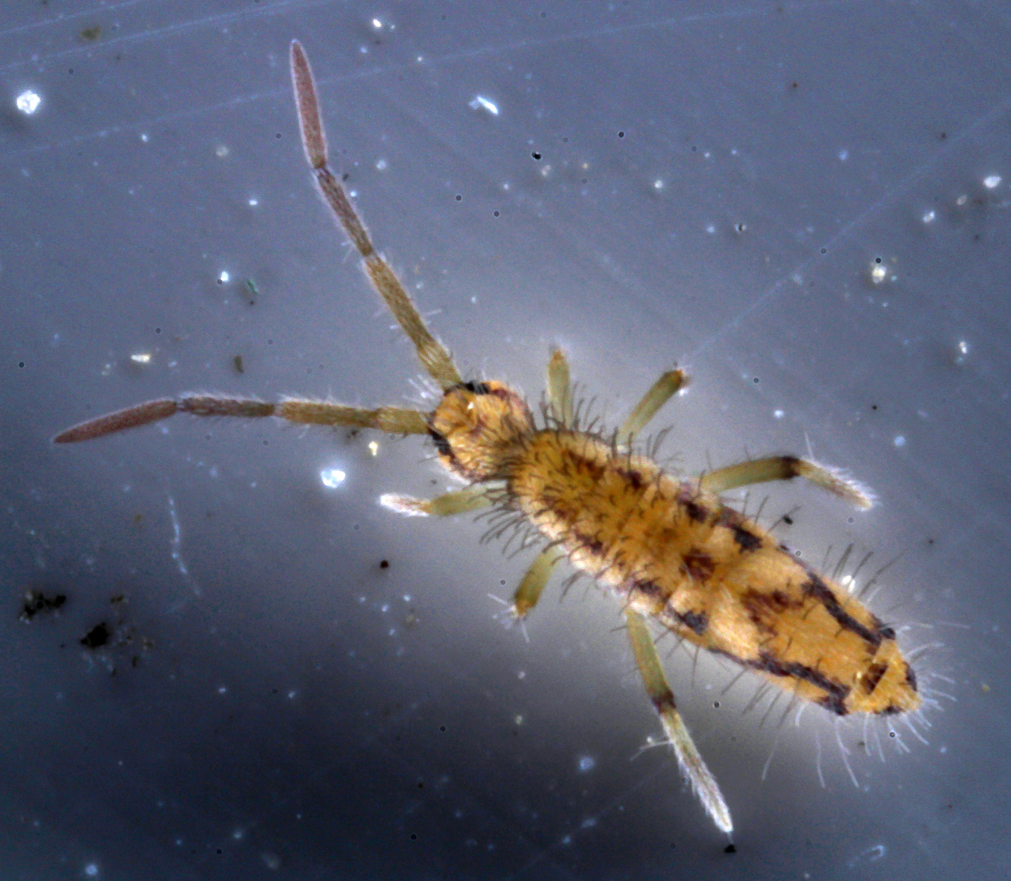 Entomobrya katzi Jordana R & Baquero E, 2022