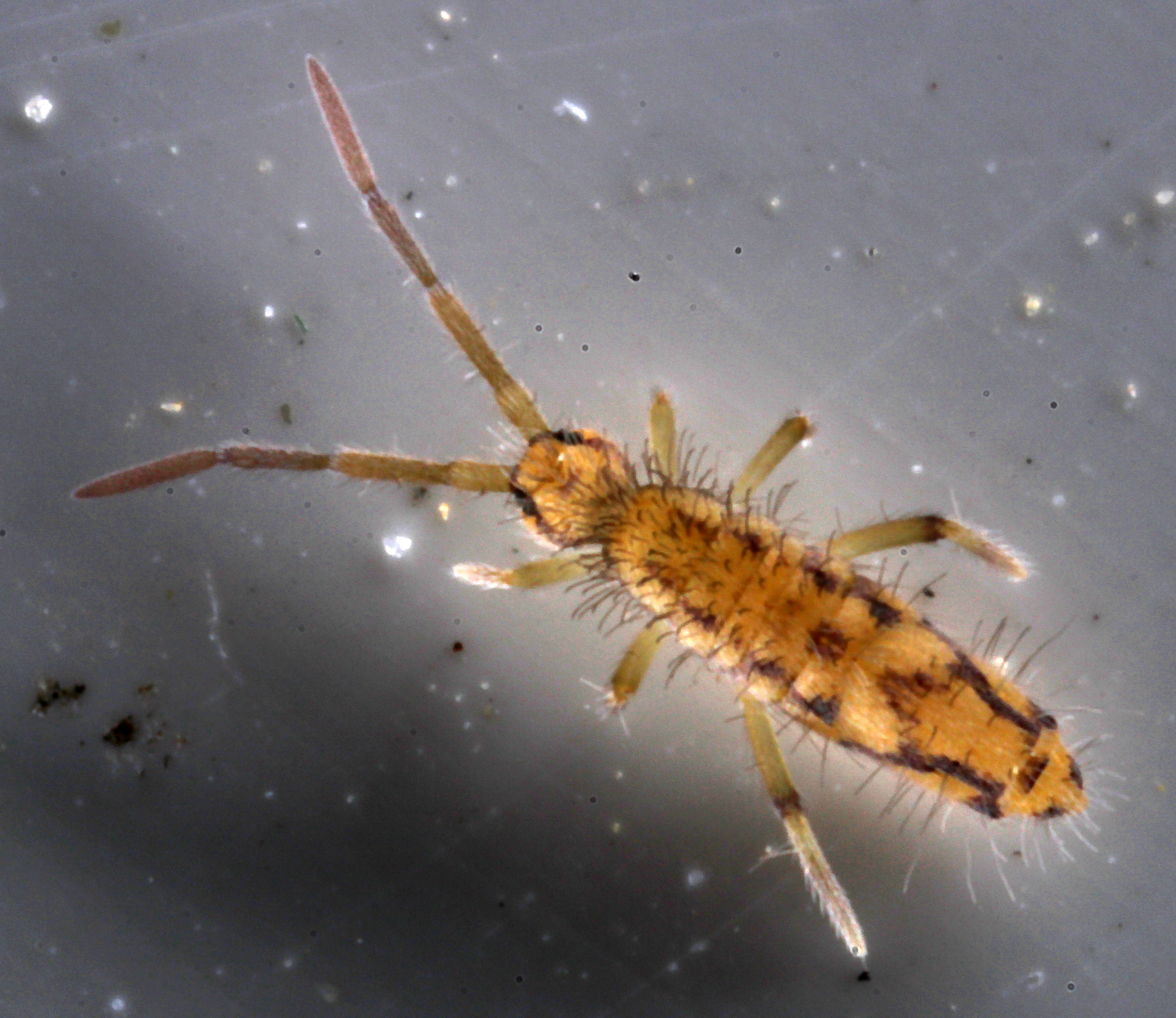 Entomobrya katzi Jordana R & Baquero E, 2022