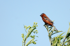Sporophila cinnamomea