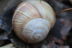 Helix pomatia