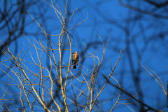 Turdus pilaris