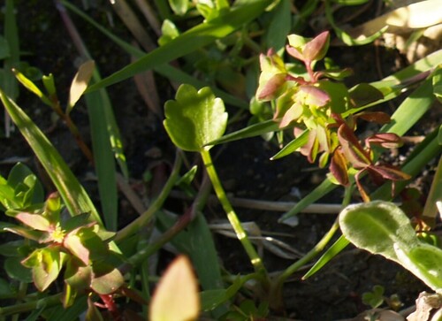 Euphorbia peplus