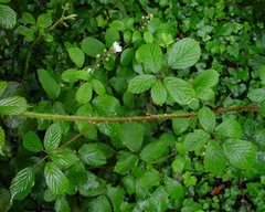 Rubus dentatifolius