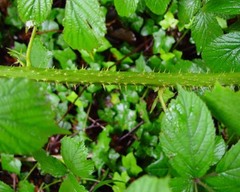 Rubus dentatifolius