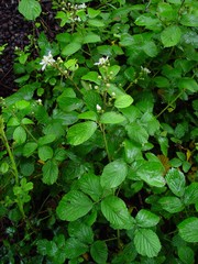 Rubus dentatifolius