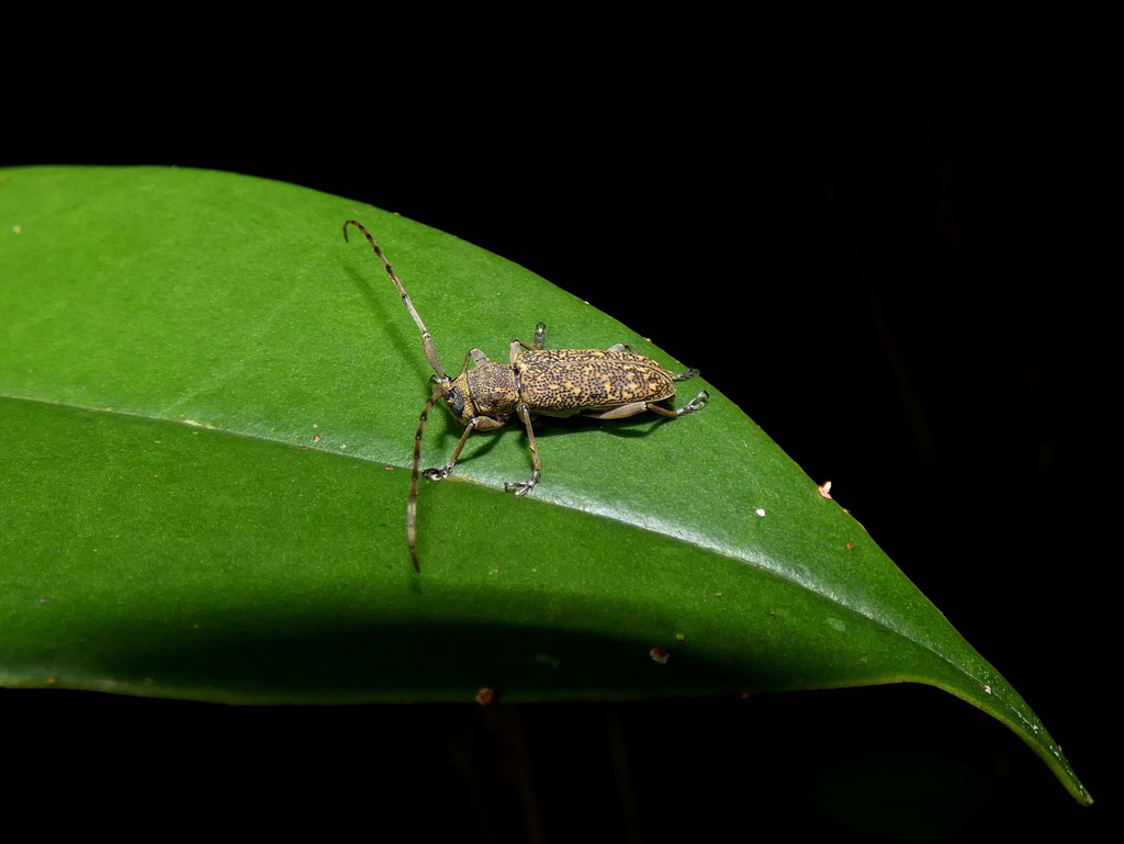 Trachys puncticollis