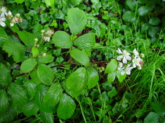 Rubus dentatifolius