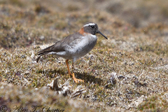 Phegornis mitchellii