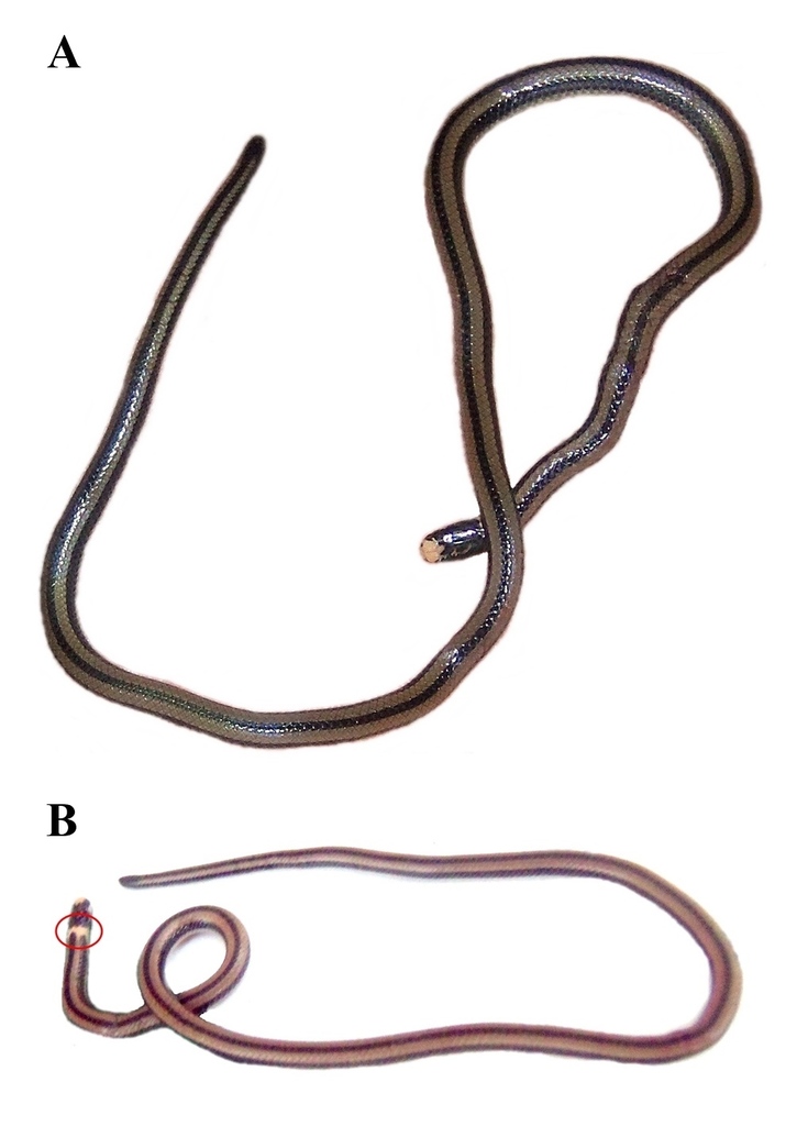 Ruthven's Burrowing Snake