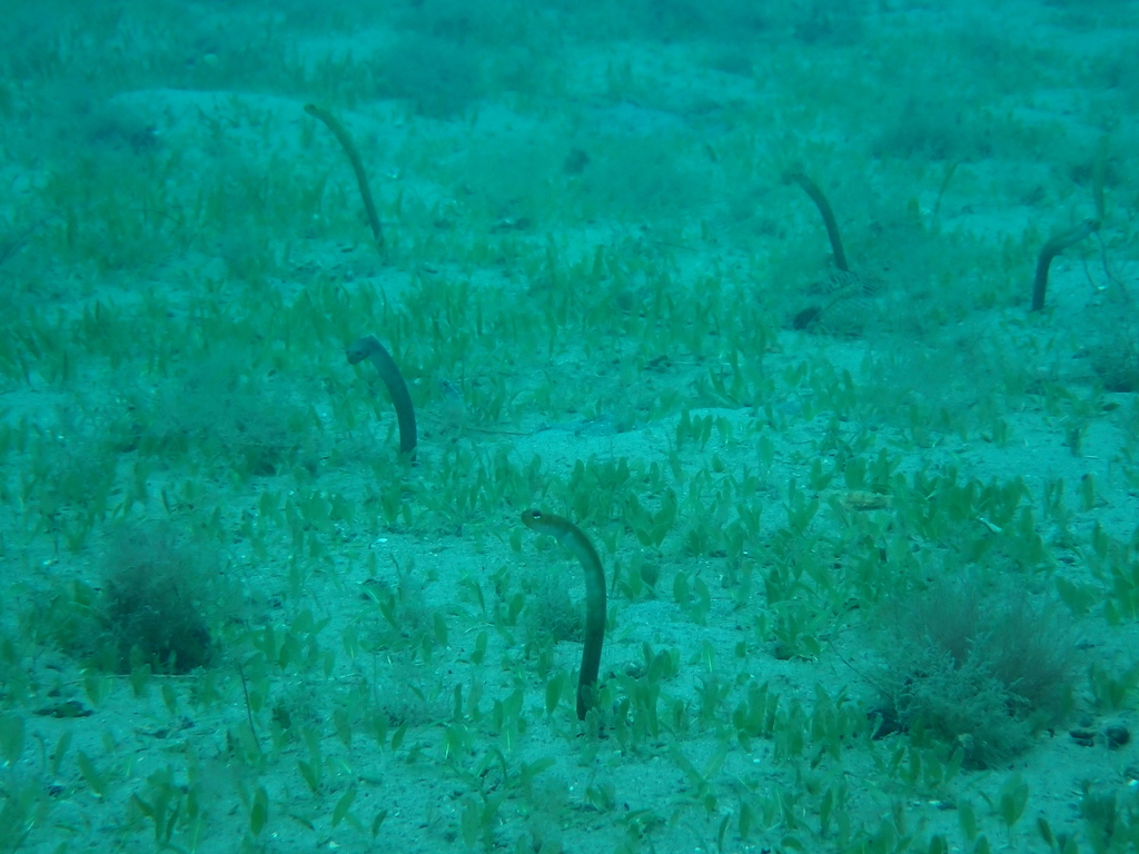 Brown Garden Eel (Heteroconger longissimus) — Congridae