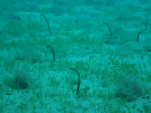 Brown Garden Eel (Heteroconger longissimus) — Congridae