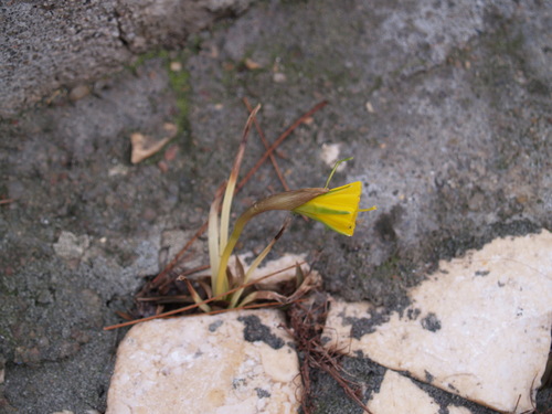 Narcissus bulbocodium