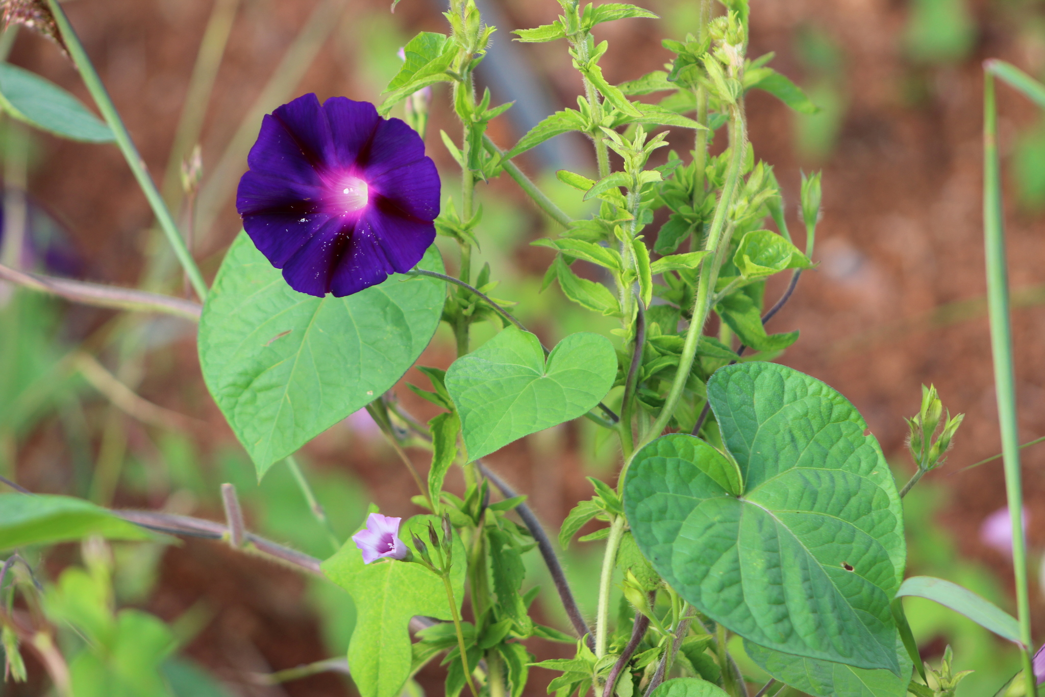 Ipomoea purpurea