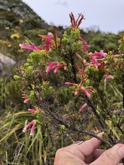 Erica versicolor