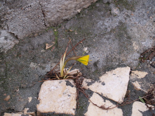 Narcissus bulbocodium