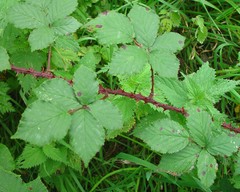 Rubus infestus